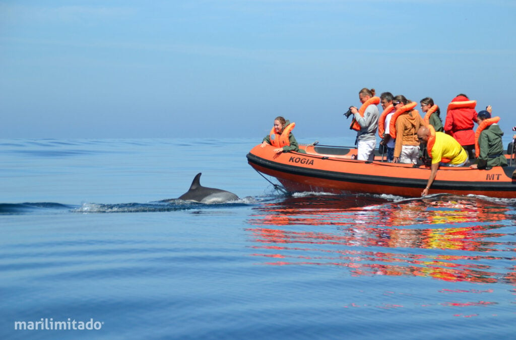 Dolphin watching Martinhal Sagres - Observation des dauphins