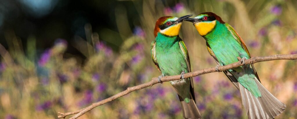 Birdwatching in Sagres - vie sauvage